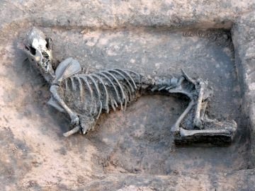 Dog Burial