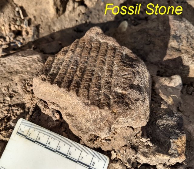The calamite fossil stone