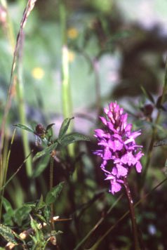 Wild Orchid (John Pit)